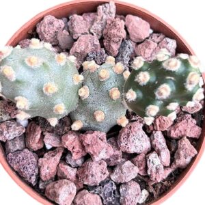 Tephrocactus Molinensis