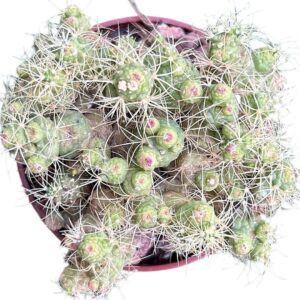 Mammillaria Bocasana Monstruosa