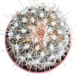 Gymnocactus Horripilus