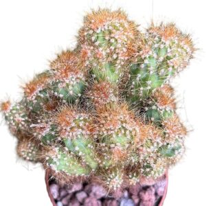 Cereus Jamacaru Monstruoso Crestado