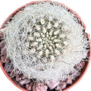 Neoporteria Gerocephala