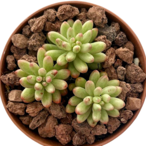 Sedum Rubrotinctum Aurora