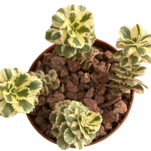 Sedum Atlantis Variegado
