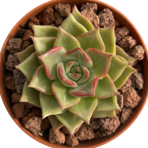 Echeveria Summer Beauty