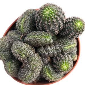 Lobivia Famatimensis Crestada