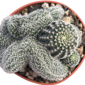 Lobivia Densispina Crestada