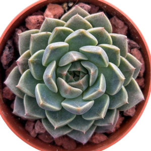 Echeveria Bubaloo