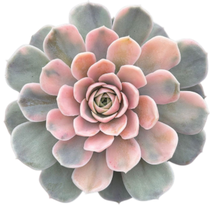 Echeveria Blue Surprise Variegada