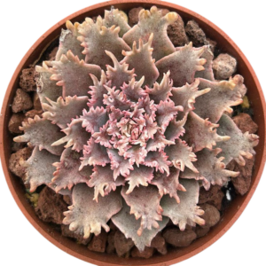 Graptoveria Starfire