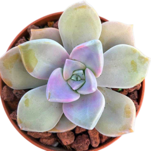 Graptopetalum Purple Delight