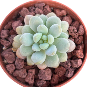 Pachyphytum Rococo