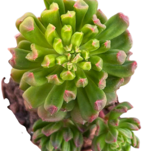 Echeveria Red Lantern