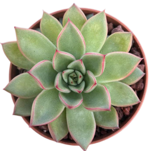 Echeveria Agavoides x Pulidonis