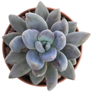 Echeveria Tolimanensis Dark Red