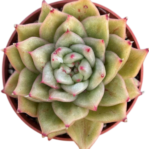 Echeveria Lincoln Maria Variegada