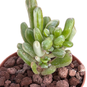 Crassula Ovata Gollum Variegada