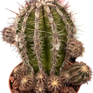 Echinopsis Haku Jo Maru