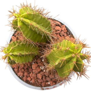 Isolatocereus Dumortieri