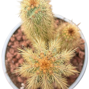 Pilosocereus Gounellei