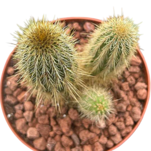 Pilosocereus Fulvinatus