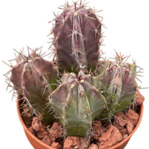 Stenocereus Pruinosus