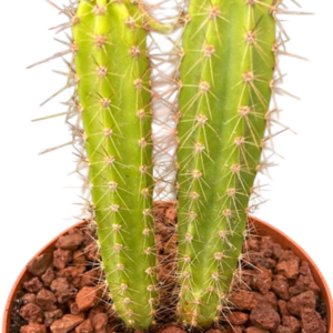 Neocardenasia Herzogiana