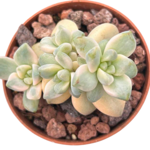 Graptoveria Victor Kane Variegada II