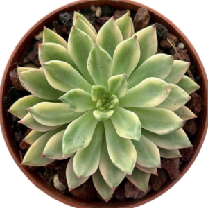 Echeveria Emerald Green Variegada