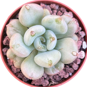 Echeveria Bill Gates