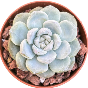 Echeveria Ice Green