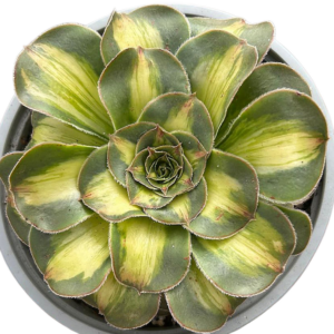 Aeonium Poseidon Middle