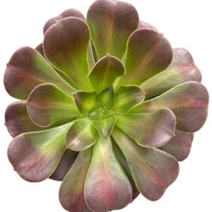 Aeonium Kilimanjaro