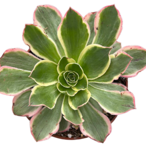 Aeonium Green Rose