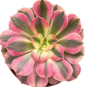 Aeonium Pink Witch