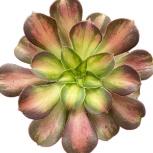 Aeonium Shaohua
