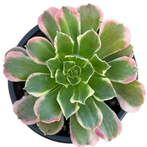 Aeonium Green Witch