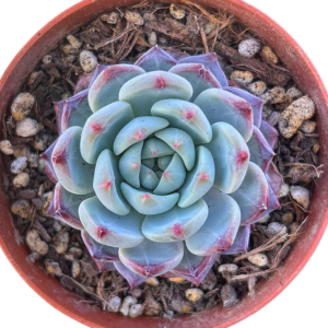 Echeveria Jasmine