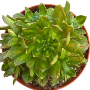 Aeonium Bronze Medal Middle Variegado