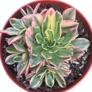 Aeonium Bronze Medal Variegado