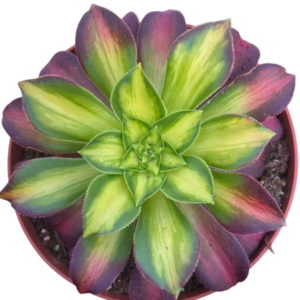 Aeonium Shaohua