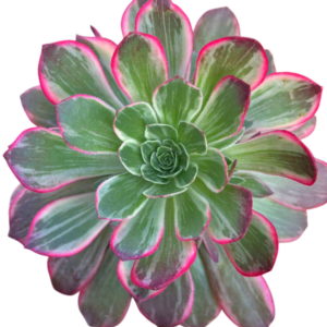 Aeonium Kaleidoscope