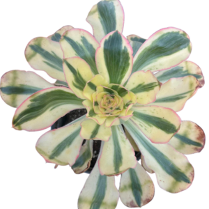 Aeonium Zeus