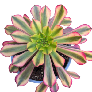 Aeonium Zhurong