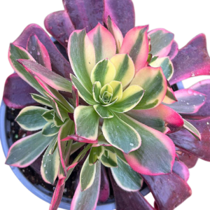 Aeonium Canary
