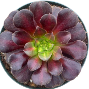 Aeonium Kilimanjaro