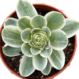 Greenovia Aurea Variegada