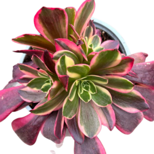 Aeonium Canary