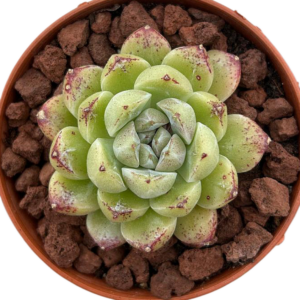 Echeveria Black Sand Beach