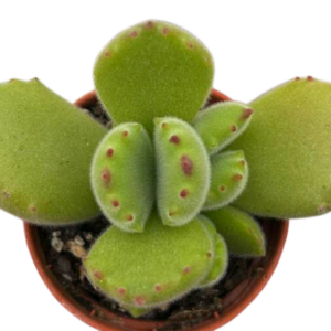 Cotyledon Tomentosa