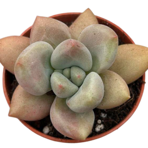 Graptoveria Pink Donna